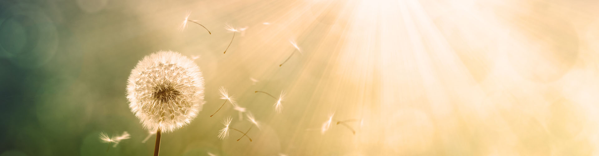 Verwelkte Pusteblume im Gegenlicht, Samen fliegen davon; Symbol für Vergänglichkeit, Steinmetzbetrieb Tauchert.