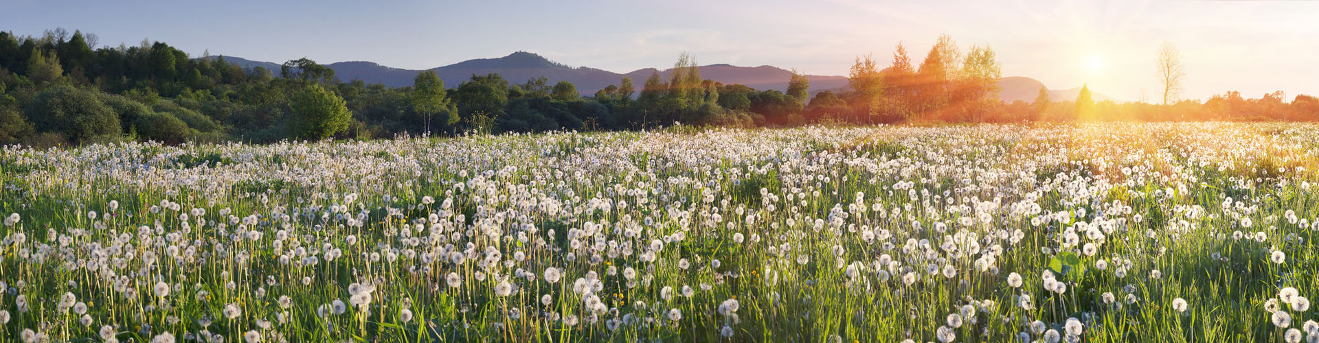 Weite Wiese voller Pusteblumen im goldenen Licht des Sonnenaufgangs; Inspiration für naturnahe Grabsteine von Steinmetzbetrieb Tauchert.
